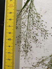 Dichanthelium scabriusculum