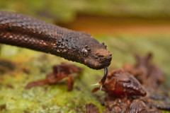 Trachyboa boulengeri