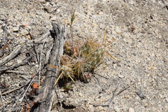 Cylindropuntieae