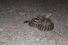 Crotalus tigris