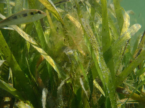 Photo of Spotted goatfish (Atlantic) (Pseudupeneus maculatus)