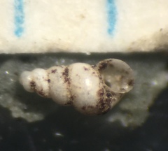 Cochliopidae