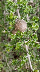 Randia spinifex