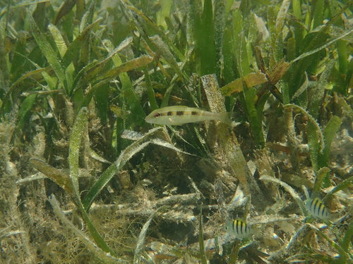 Photo of Spotted goatfish (Atlantic) (Pseudupeneus maculatus)