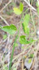 Hibiscus phoeniceus