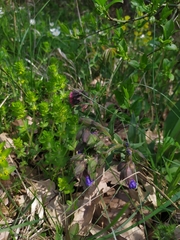 Pulmonaria australis