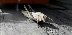 Xyleus discoideus