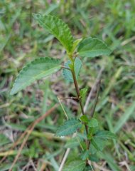 Corchorus siliquosus