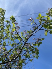Paulownia tomentosa