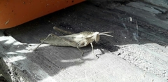 Xyleus discoideus