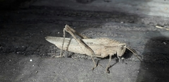 Xyleus discoideus