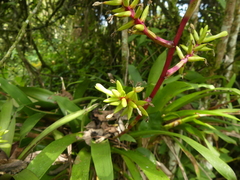 Guzmania rhonhofiana