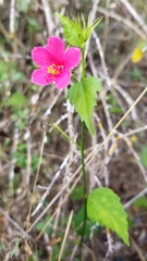 Hibiscus phoeniceus