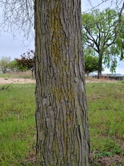 Pseudevernia furfuracea