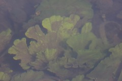 Udotea