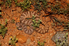 Crotalus tigris