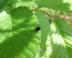 Eucinetus haemorrhoidalis