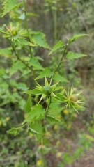 Hibiscus phoeniceus
