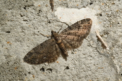 Eupithecia columbiata