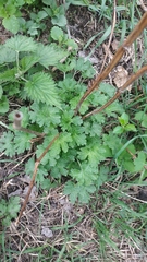 Leonurus quinquelobatus