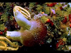 Ascidia incrassata