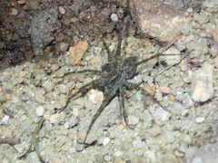 Pardosa sumatrana