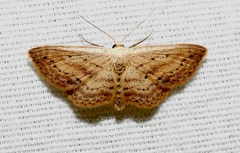 Scopula aemulata