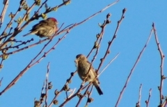 Haemorhous mexicanus