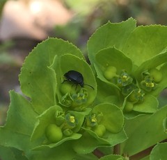 Coleoptera