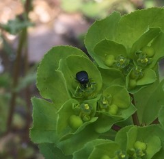 Coleoptera