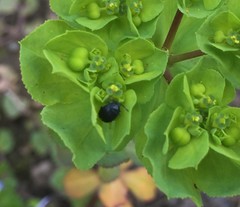 Coleoptera