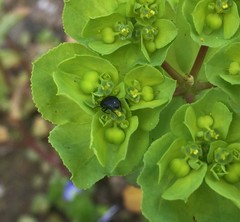 Coleoptera