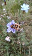 Volucella inflata