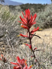 Castilleja subinclusa
