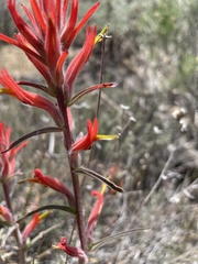 Castilleja subinclusa