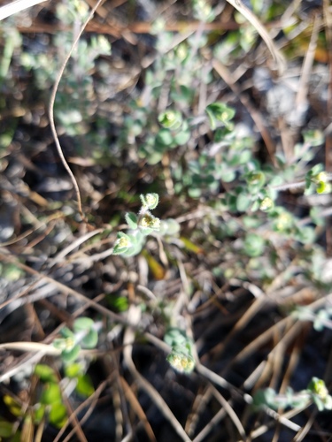 Euphorbia deltoidea image