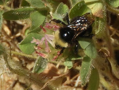 Bombus californicus