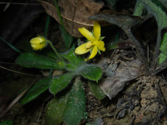 Lysimachia alpestris
