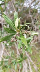 Pseudocarpidium avicennioides