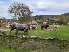 Elephantidae