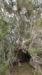 Pseudocarpidium avicennioides