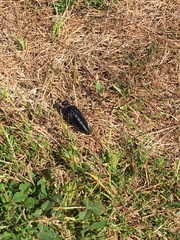 Physomeloe corallifer