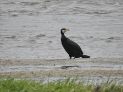 Phalacrocorax carbo
