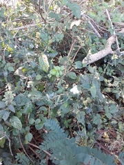 Rhinacanthus gracilis