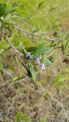 Pseudocarpidium avicennioides