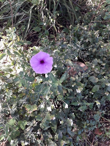 Image of Ipomoea ficifolia by (c) Janet Gates, some rights reserved (CC BY-SA)