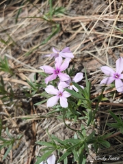 Phlox alyssifolia