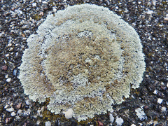 Protoparmeliopsis muralis