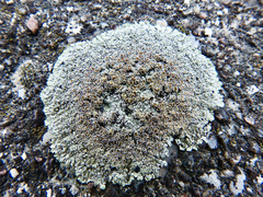 Protoparmeliopsis muralis