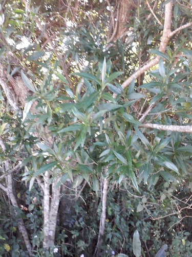 Image of Pavetta lanceolata by (c) Janet Gates, some rights reserved (CC BY-SA)